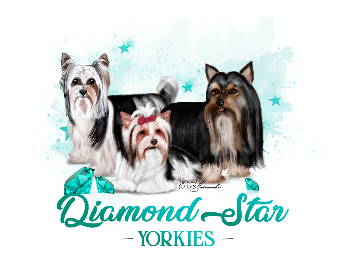 Diamond Star Yorkies logo