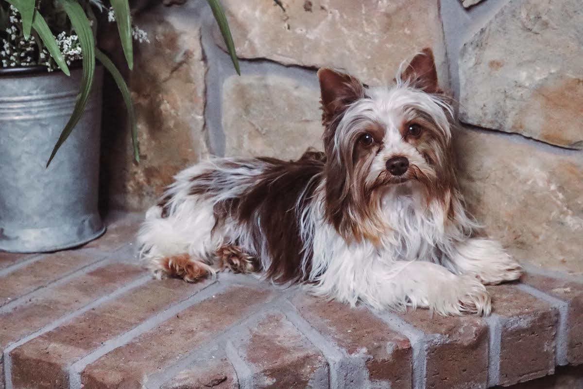 Gunny, Yorkshire Terrier sire — photo 2 of 2