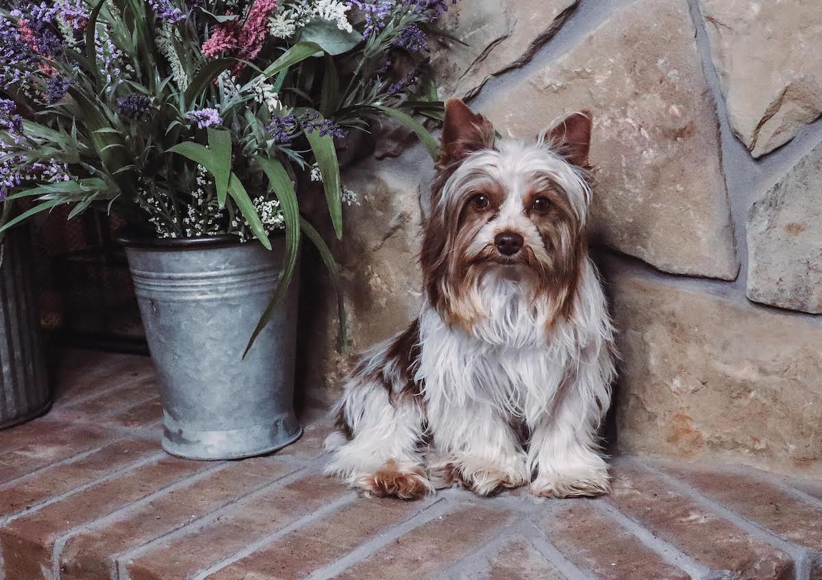 Gunny, Yorkshire Terrier sire — photo 1 of 2