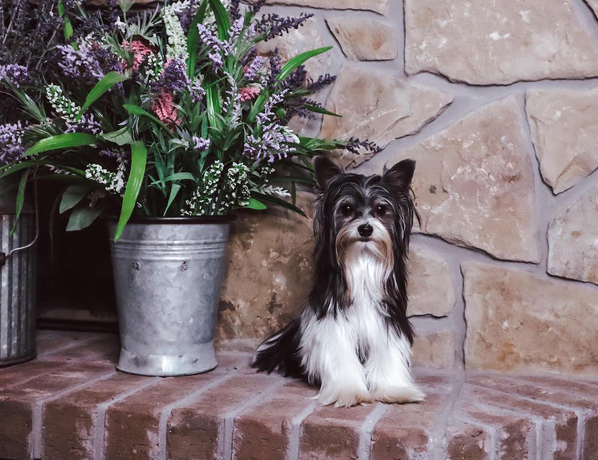 Cash, Yorkshire Terrier sire — photo 4 of 4