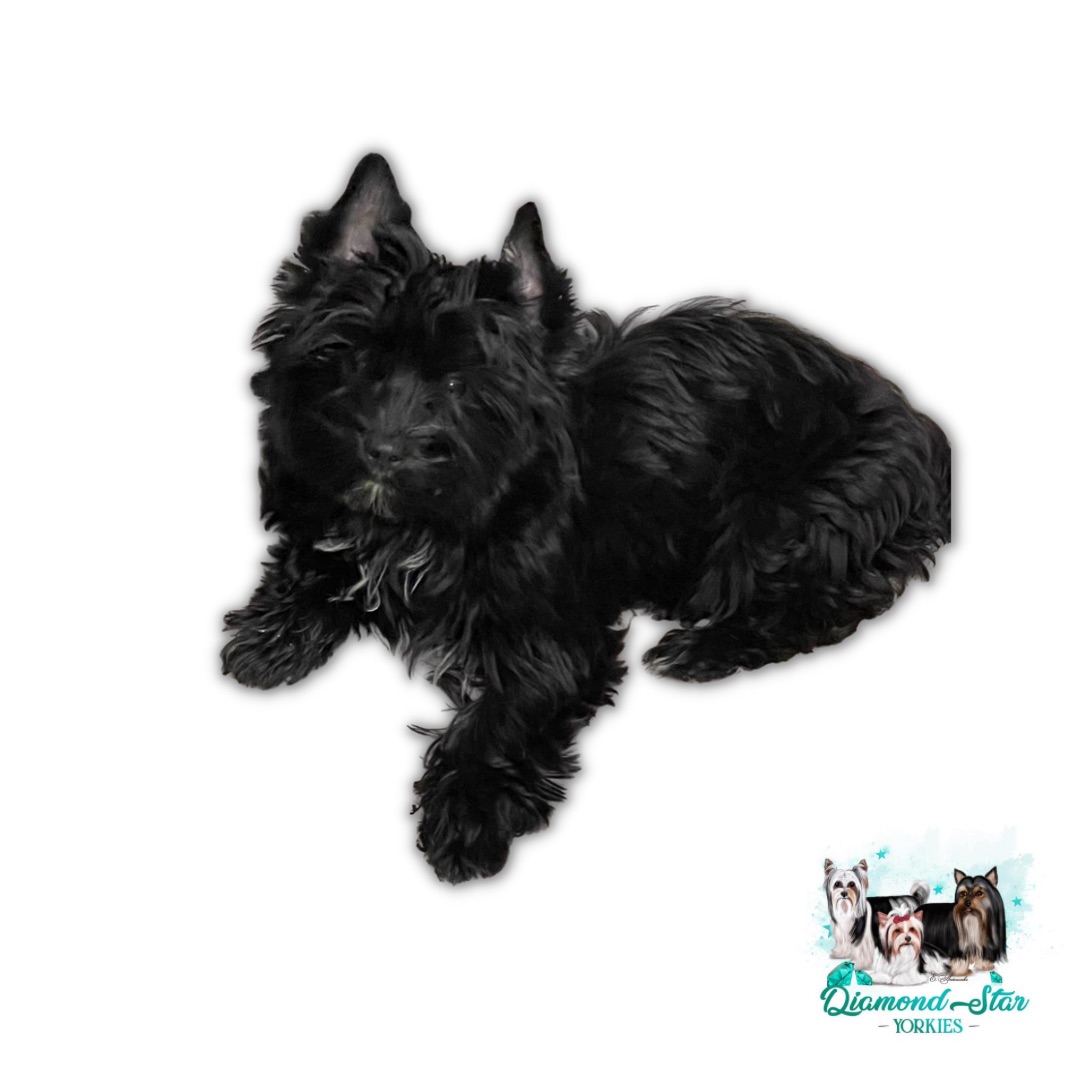 Jetta, Yorkshire Terrier dam