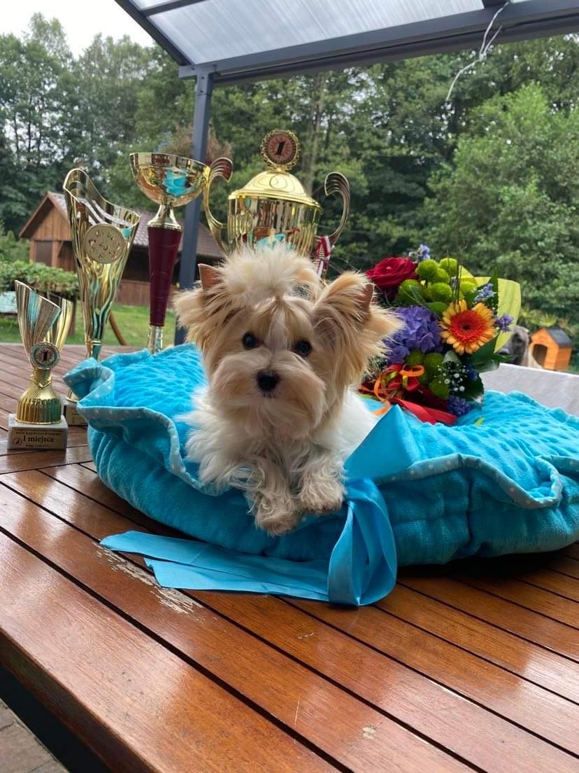 Diva & Hugo, Yorkshire Terrier puppies — photo 2 of 2