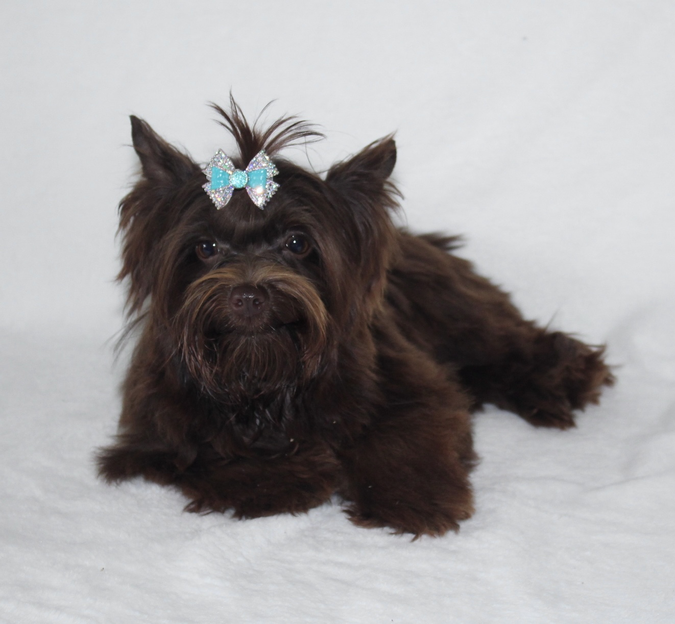 Enzo, Yorkshire Terrier sire — photo 2 of 6