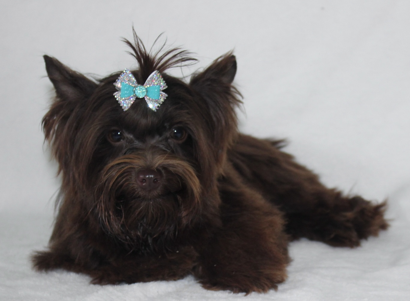 Enzo, Yorkshire Terrier sire — photo 6 of 6