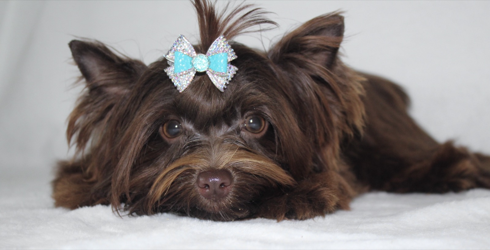 Enzo, Yorkshire Terrier sire — photo 1 of 6