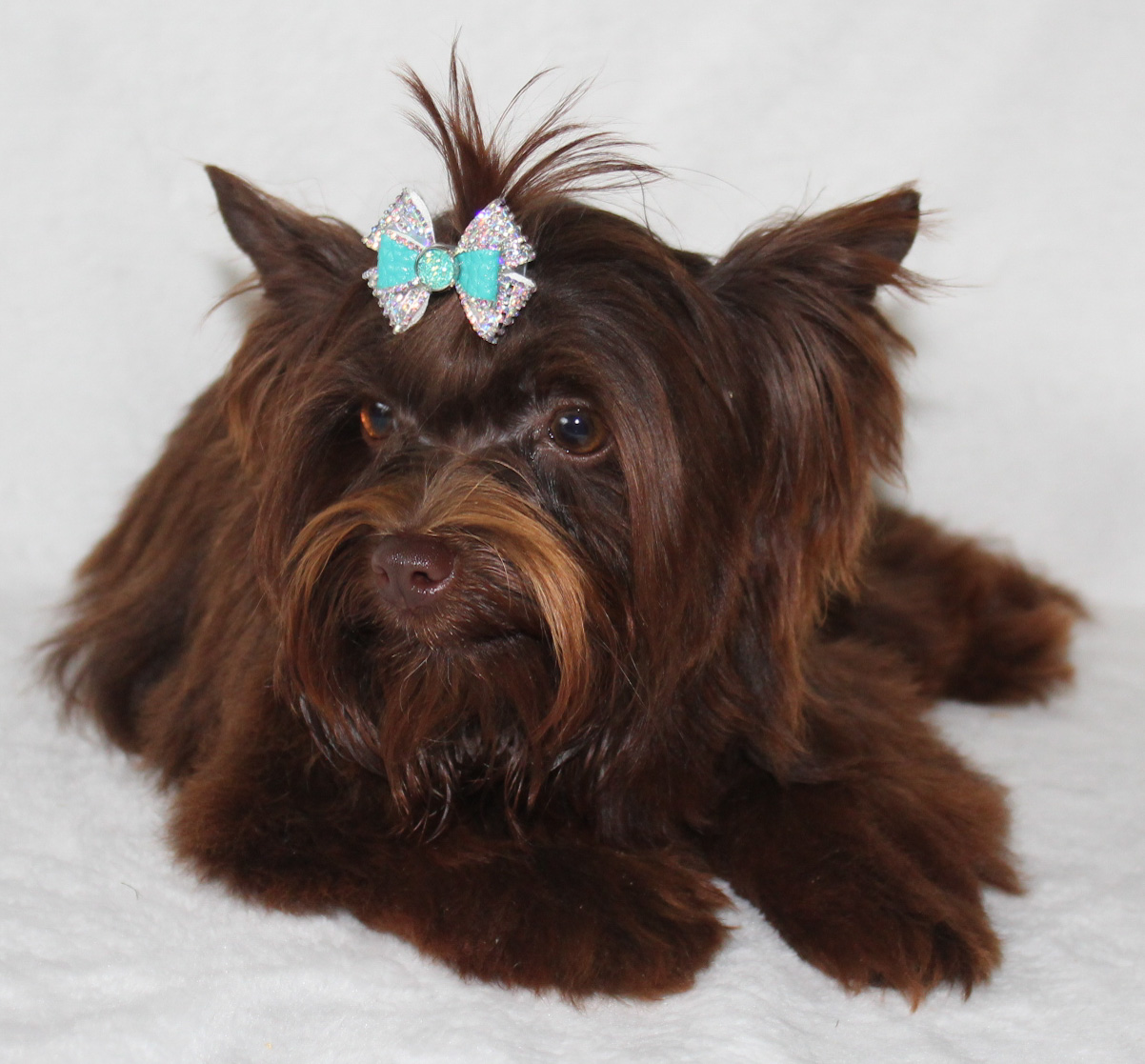 Enzo, Yorkshire Terrier sire — photo 3 of 6