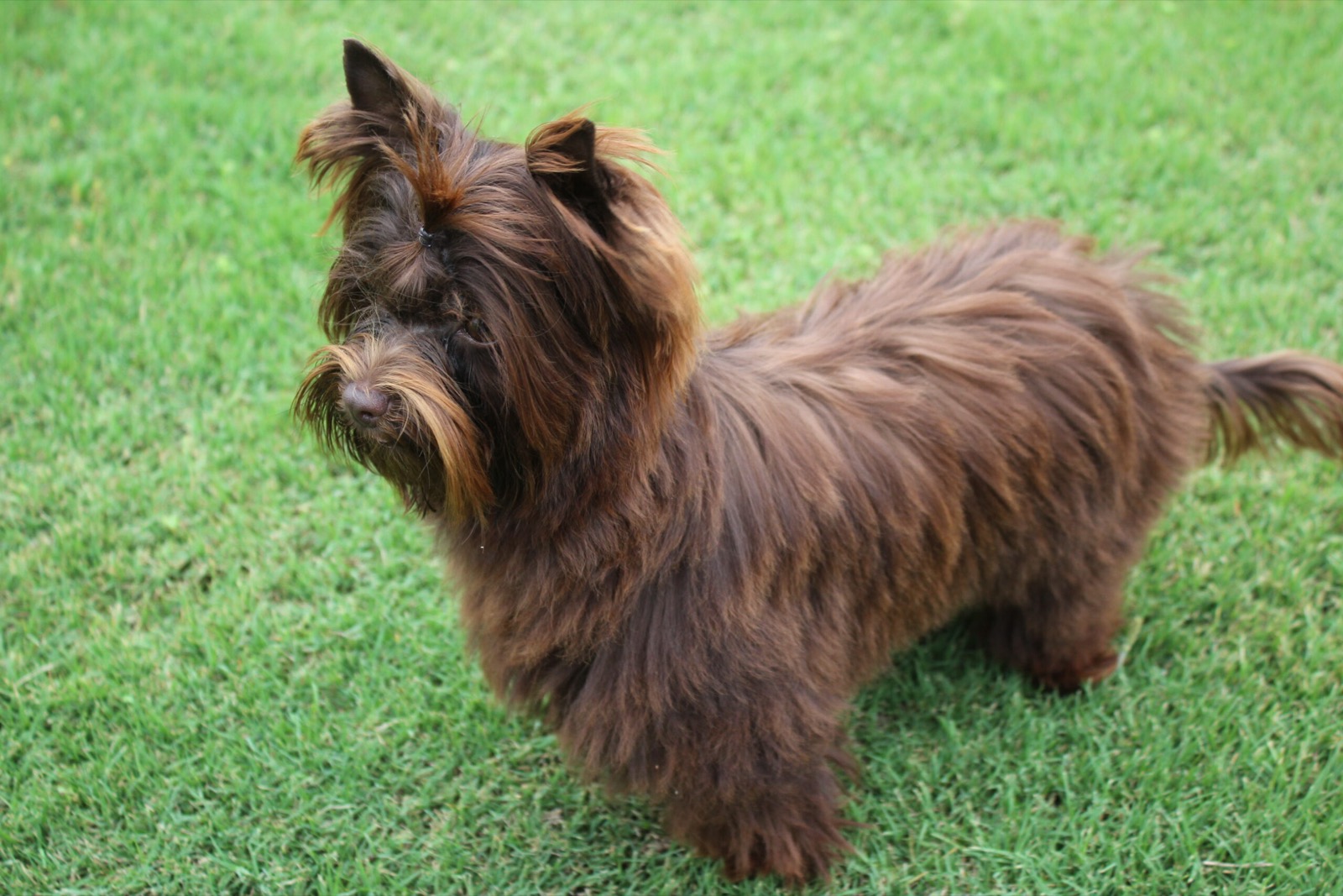 Enzo, Yorkshire Terrier sire — photo 4 of 6