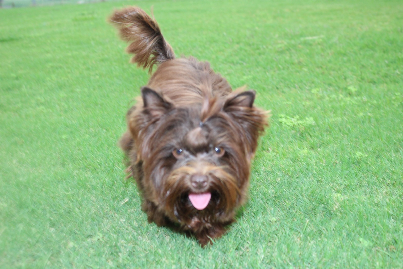 Enzo, Yorkshire Terrier sire — photo 5 of 6