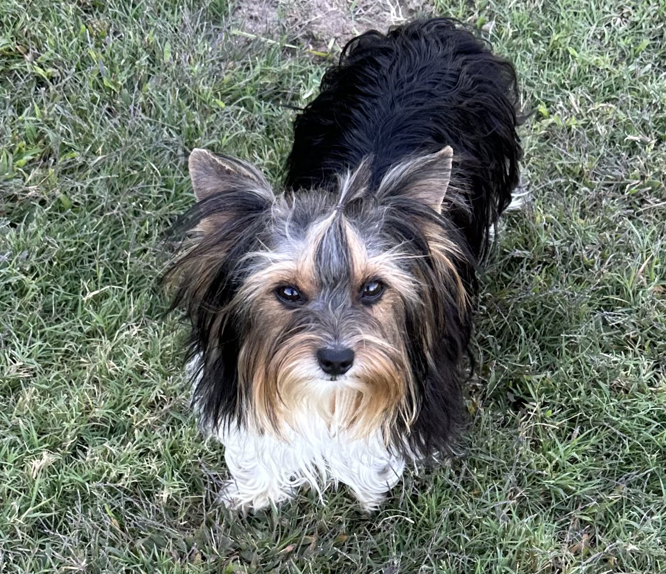 Yorkshire Terrier at Diamond Star Yorkies