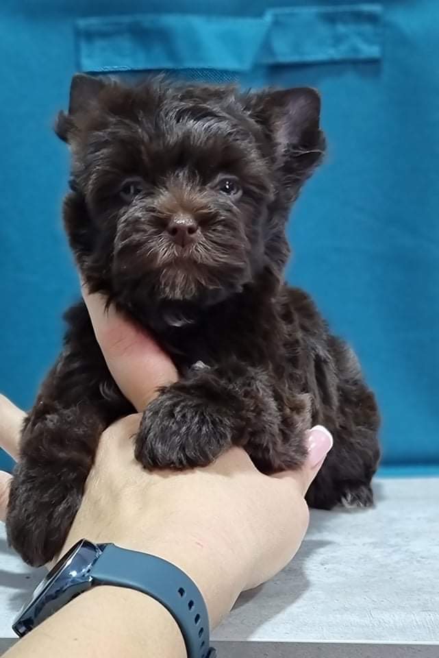 Ava, Yorkshire Terrier dam — photo 4 of 4