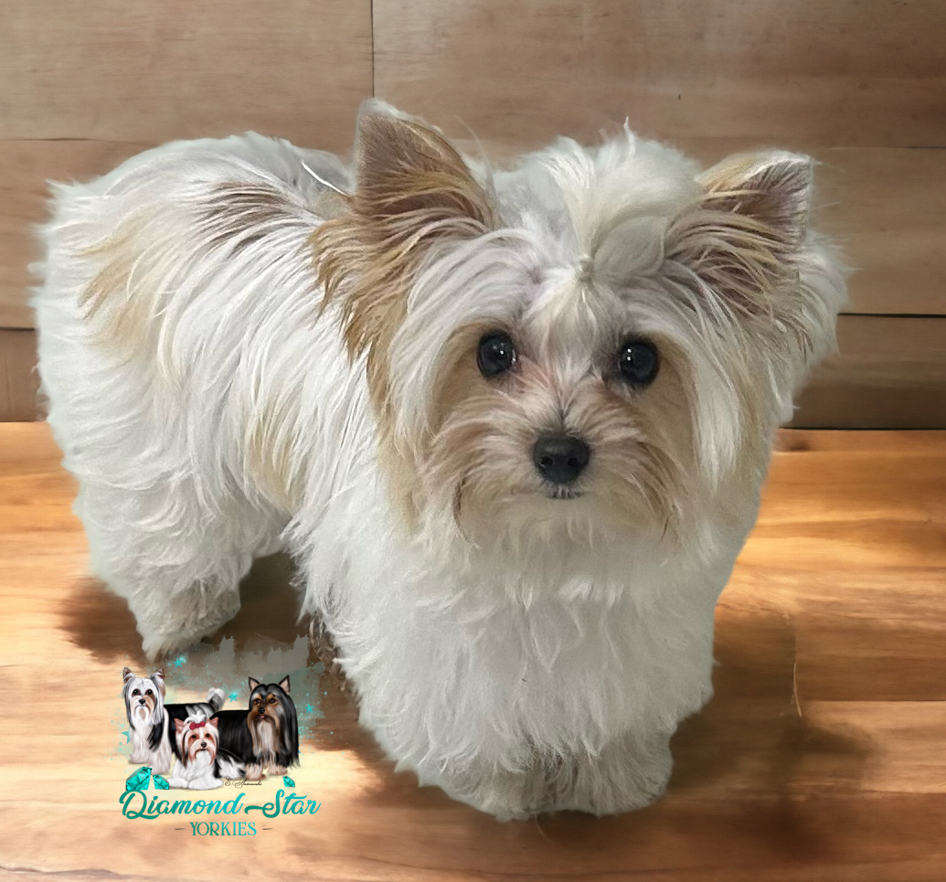 Yorkshire Terrier at Diamond Star Yorkies