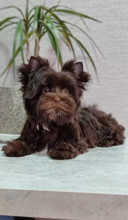 Ava, Yorkshire Terrier dam — photo 3 of 4