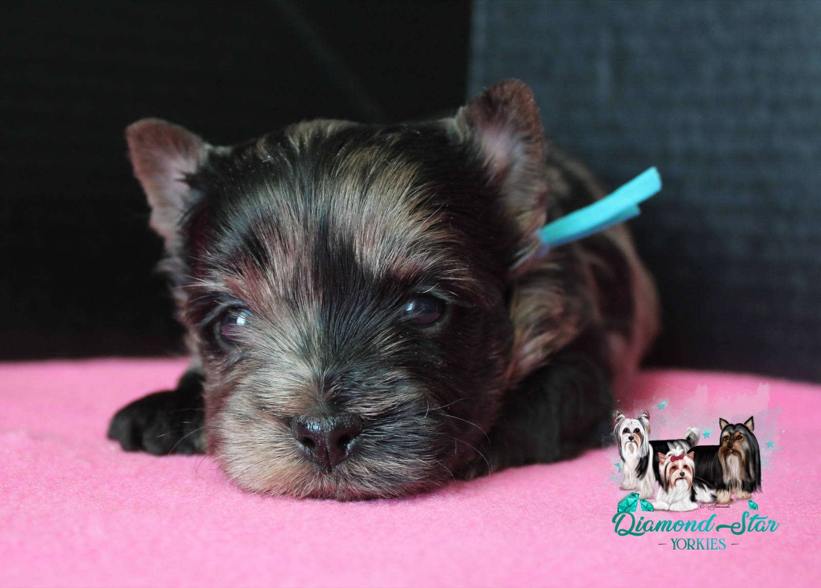 Elsa, Yorkshire Terrier dam — photo 7 of 7