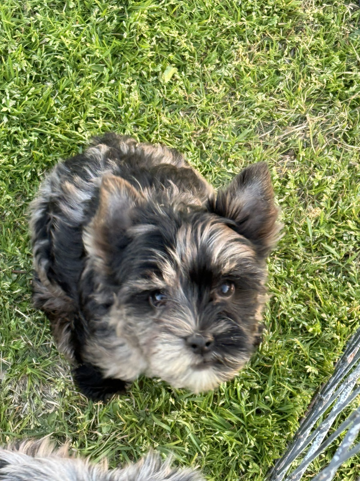 Elsa, Yorkshire Terrier dam — photo 4 of 7
