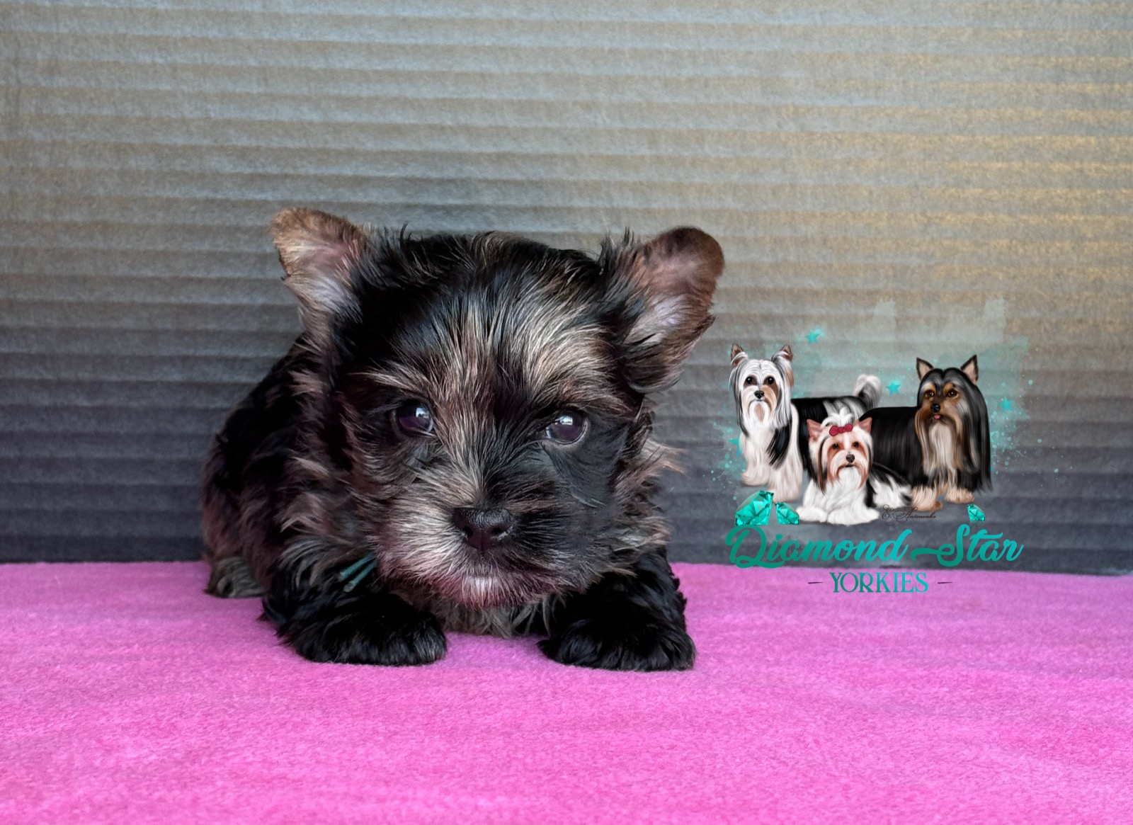 Elsa, Yorkshire Terrier dam — photo 6 of 7