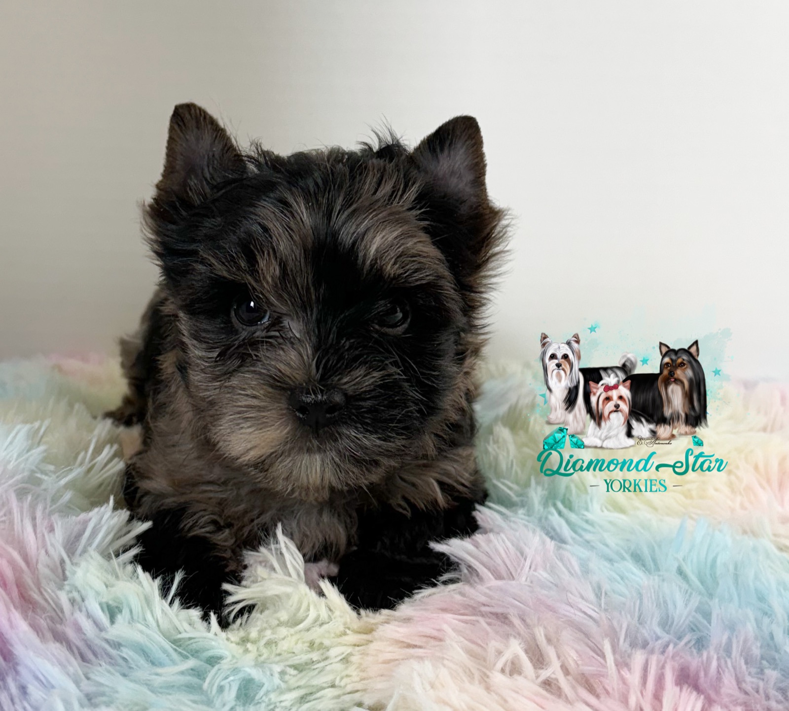 Elsa, Yorkshire Terrier dam — photo 5 of 7