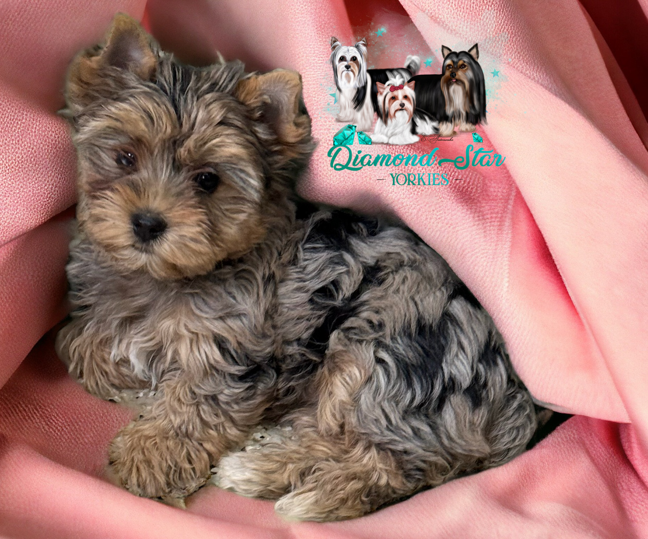 Yorkshire Terrier at Diamond Star Yorkies