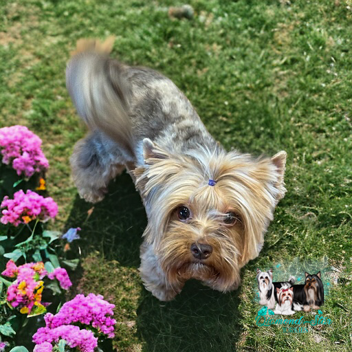 Tallulah, Yorkshire Terrier dam — photo 3 of 4