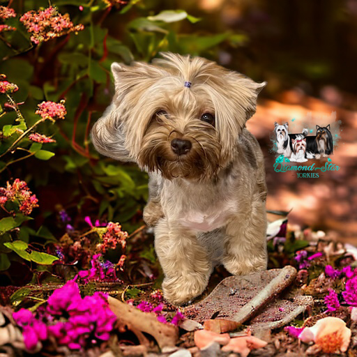 Tallulah, Yorkshire Terrier dam — photo 2 of 4