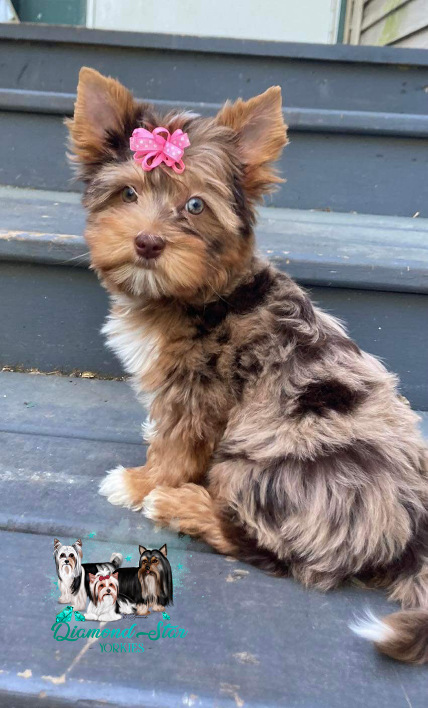 Tallulah, Yorkshire Terrier dam — photo 4 of 4