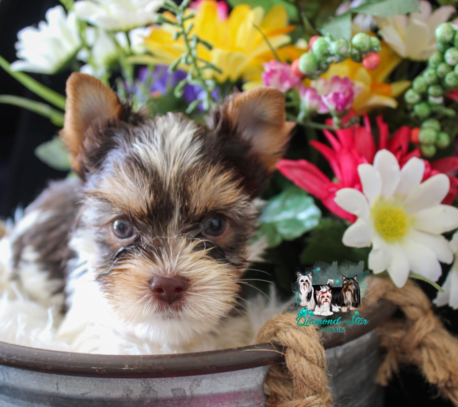 Yorkshire Terrier at Diamond Star Yorkies