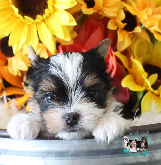Yorkshire Terrier at Diamond Star Yorkies
