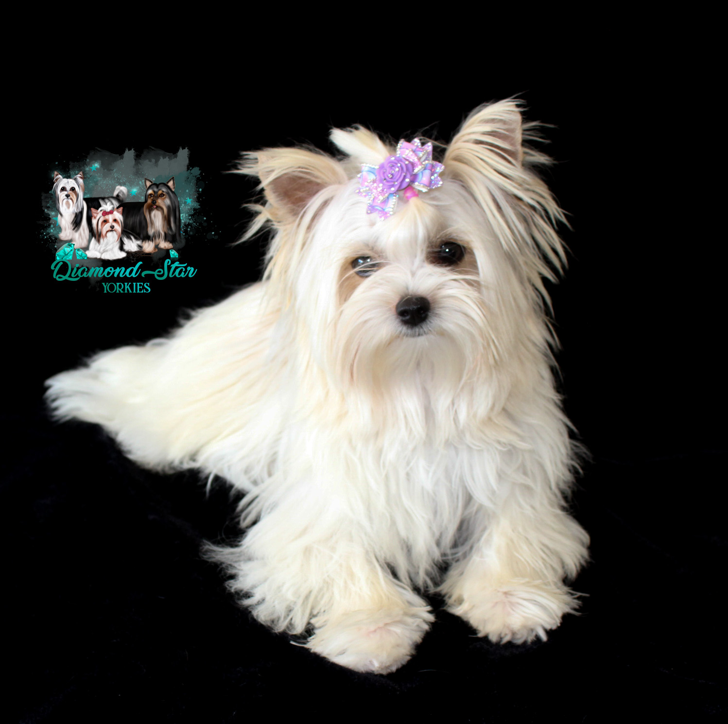 Golddust Yorkie puppy