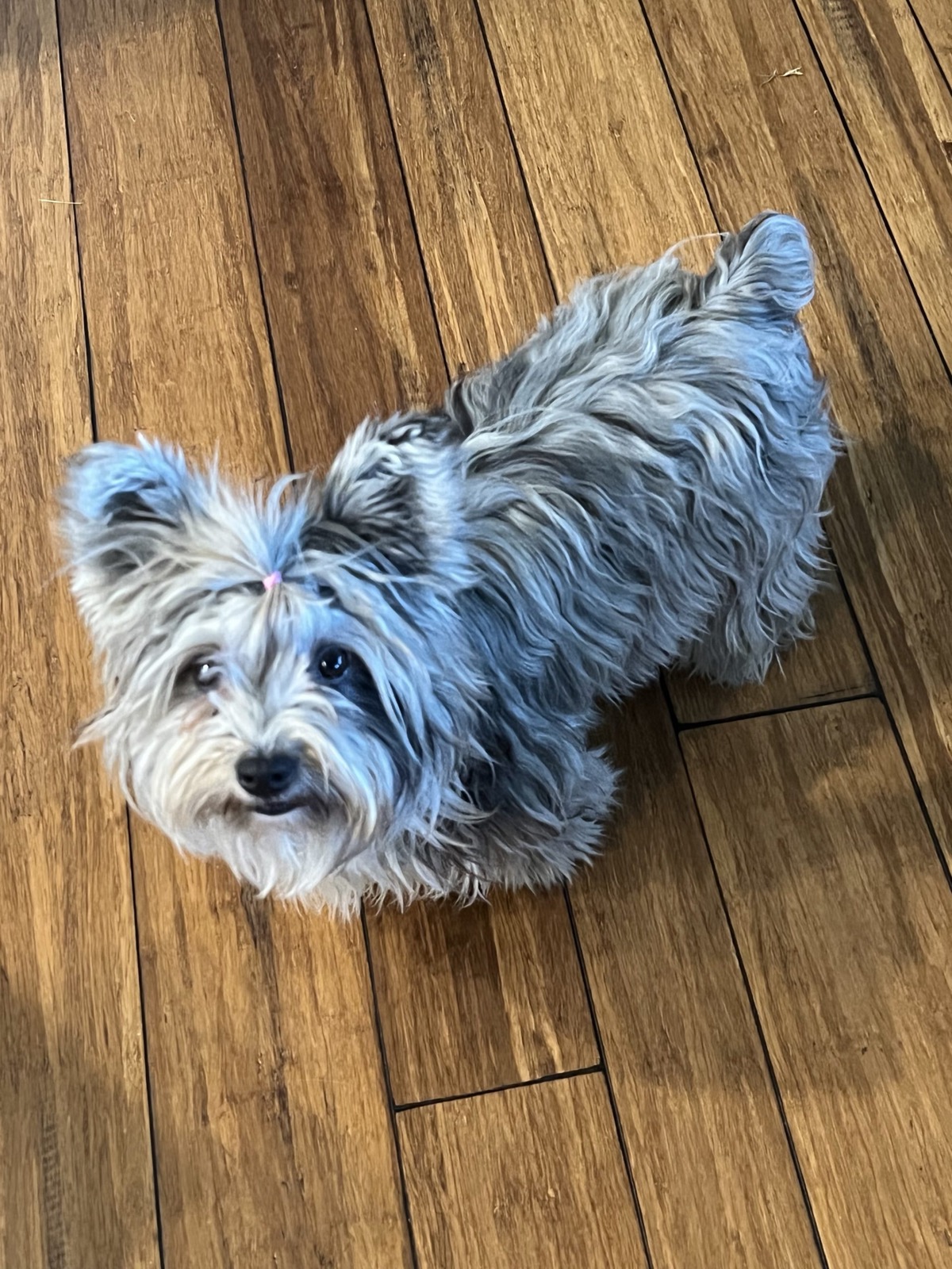 Belle, Yorkshire Terrier dam — photo 3 of 4