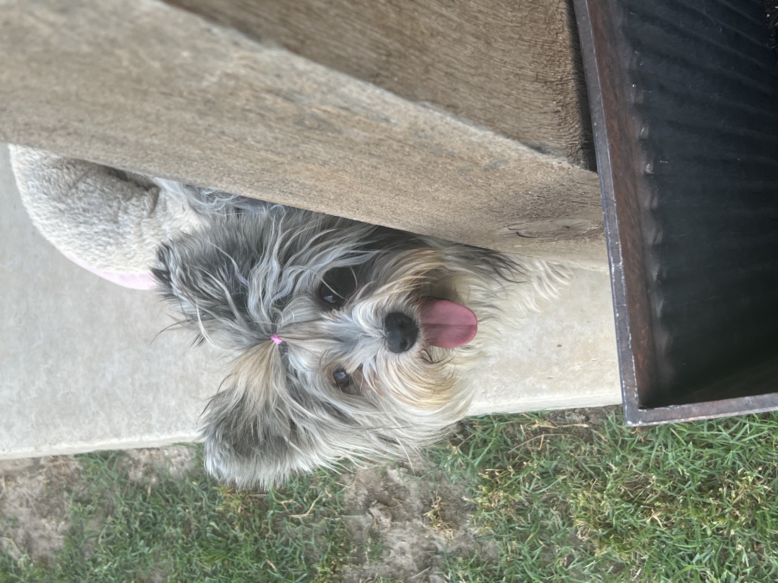 Belle, Yorkshire Terrier dam — photo 4 of 4