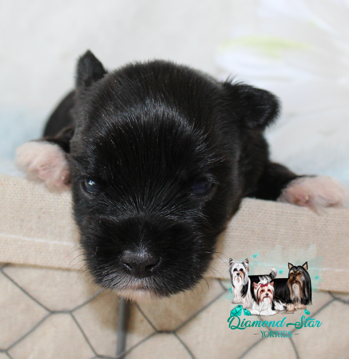 Yorkshire Terrier at Diamond Star Yorkies