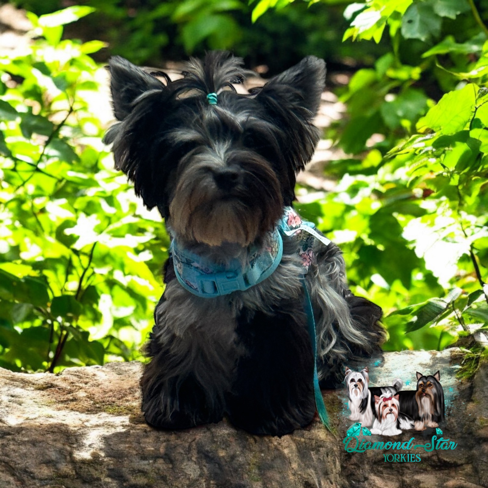 Elsa, Yorkshire Terrier dam — photo 1 of 7