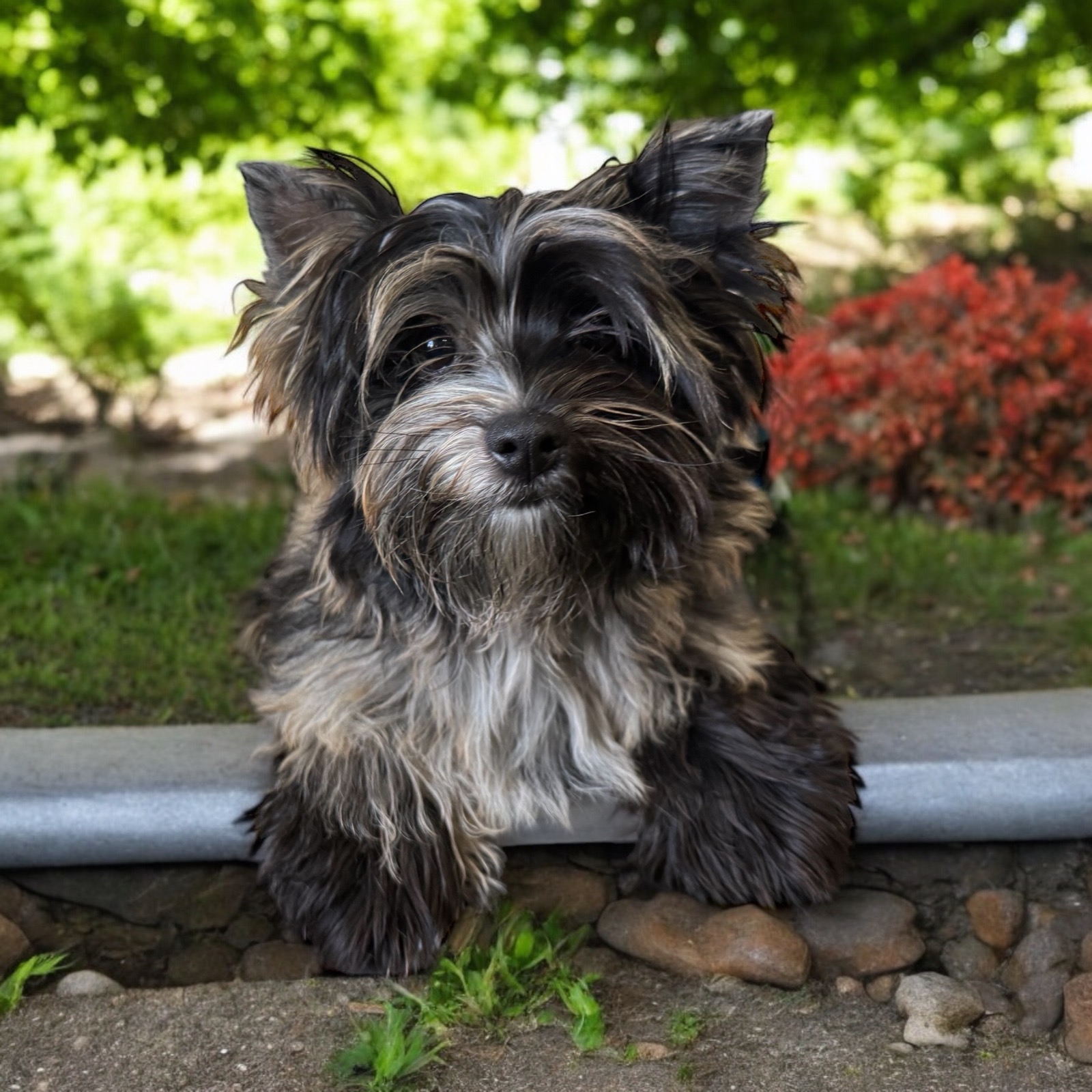 Elsa, Yorkshire Terrier dam — photo 2 of 7