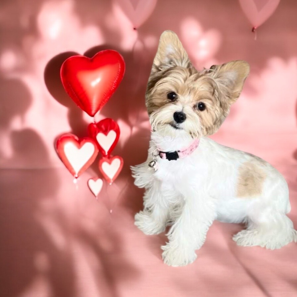 Nyx & Ramsey, Yorkshire Terrier puppies — photo 1 of 4