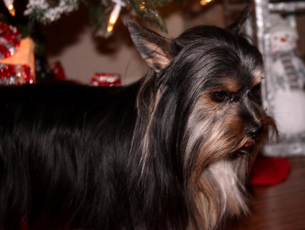Truger, Yorkshire Terrier sire — photo 7 of 7