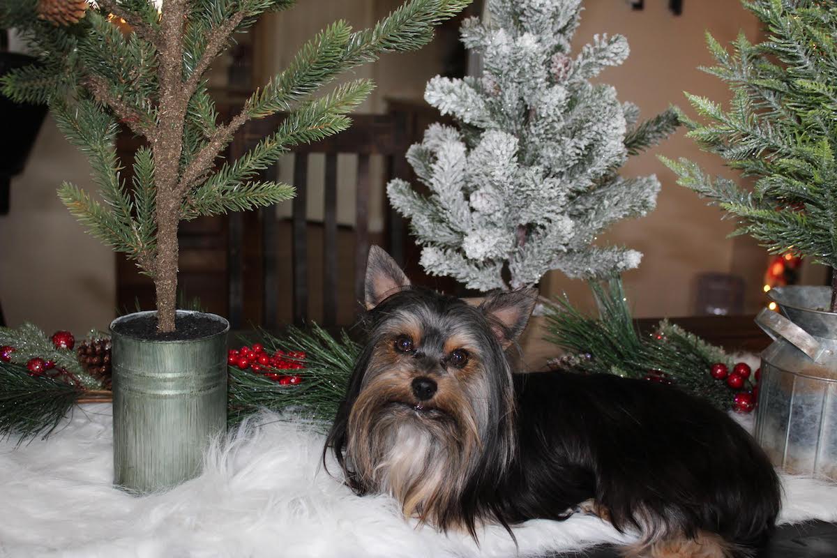 Truger, Yorkshire Terrier sire — photo 5 of 7