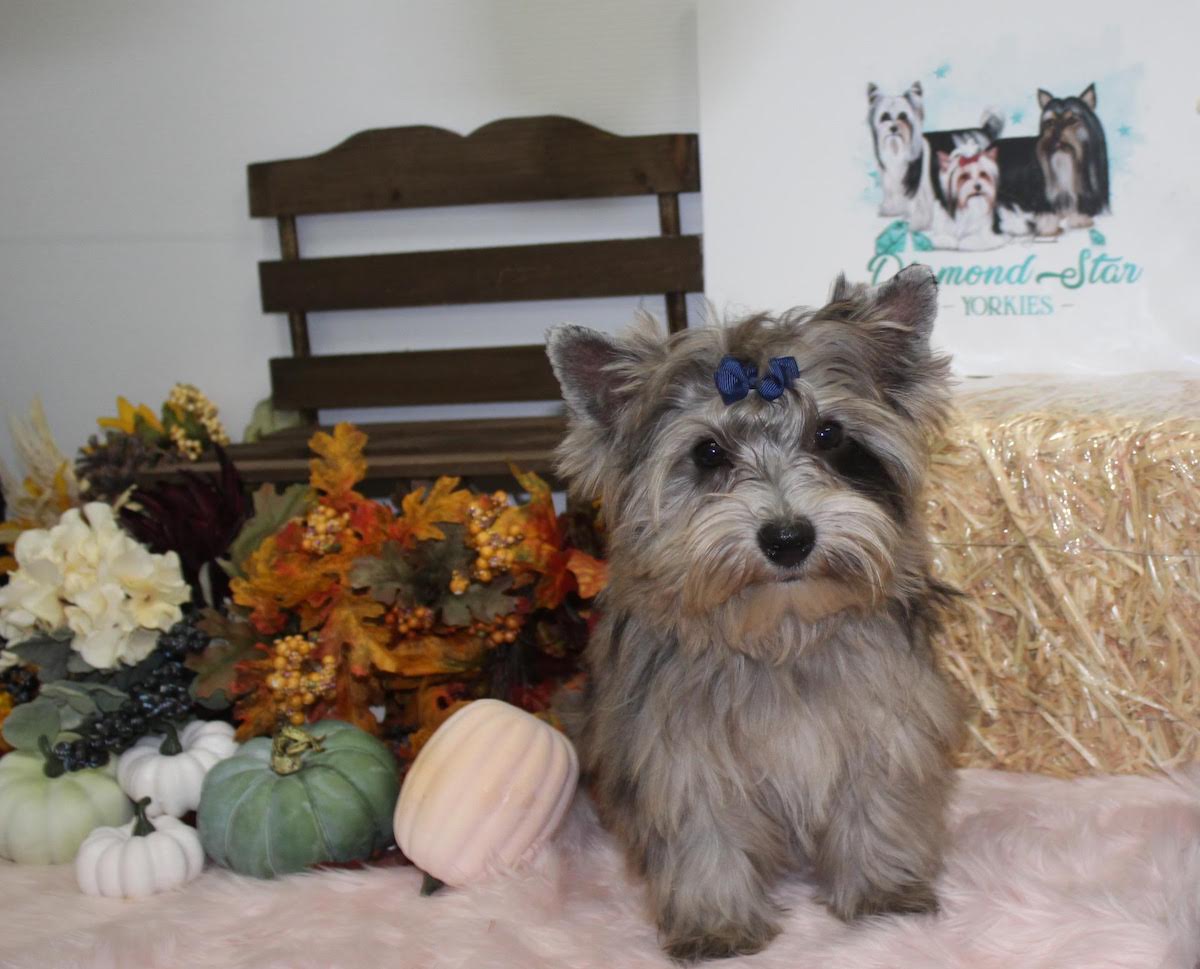 Belle, Yorkshire Terrier dam — photo 2 of 4