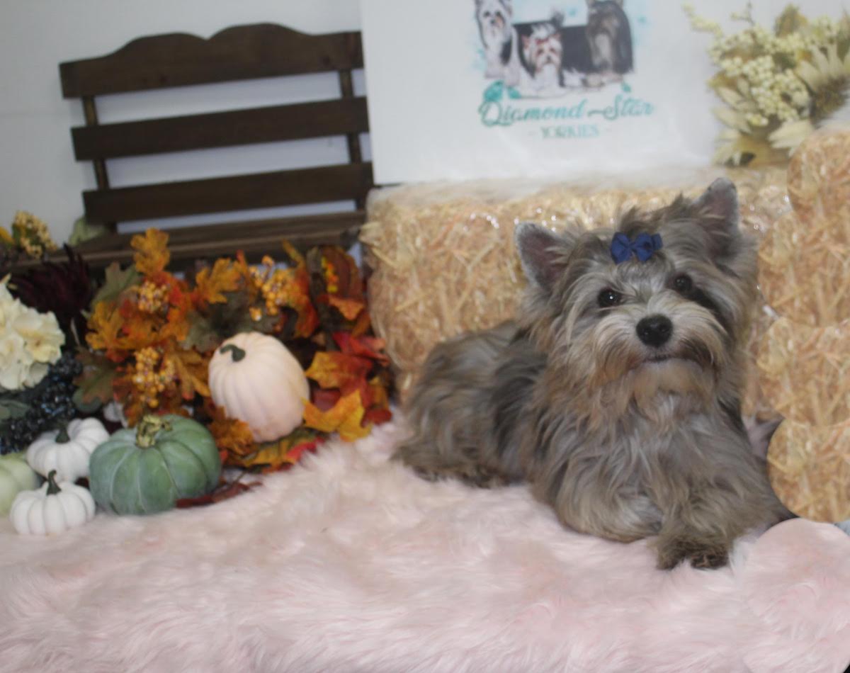 Belle, Yorkshire Terrier dam — photo 1 of 4