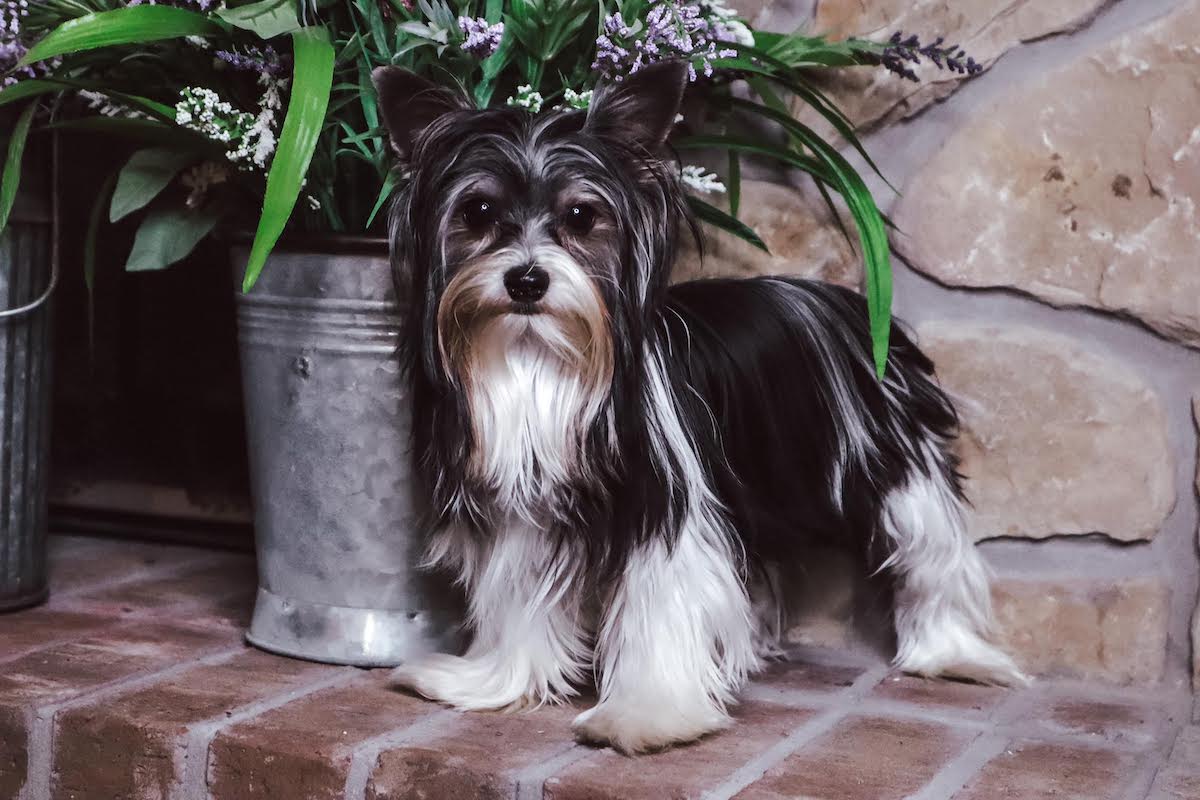 Cash, Yorkshire Terrier sire — photo 2 of 4