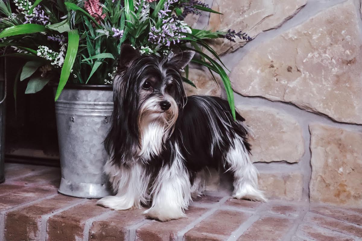 Cash, Yorkshire Terrier sire — photo 3 of 4