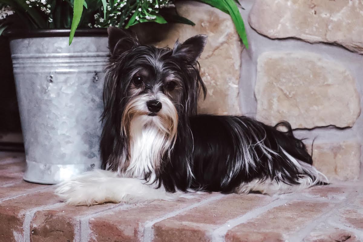 Cash, Yorkshire Terrier sire — photo 1 of 4