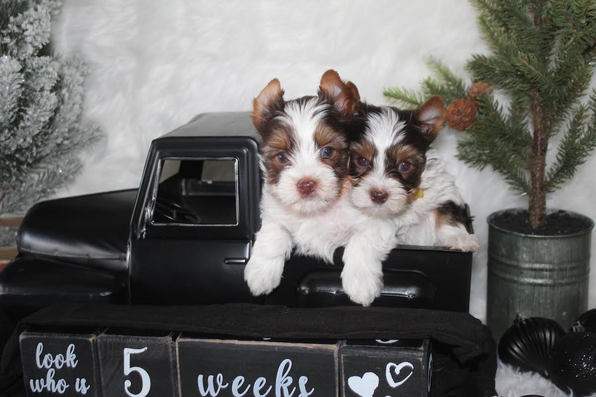 Yorkie puppies at Diamond Star Yorkies