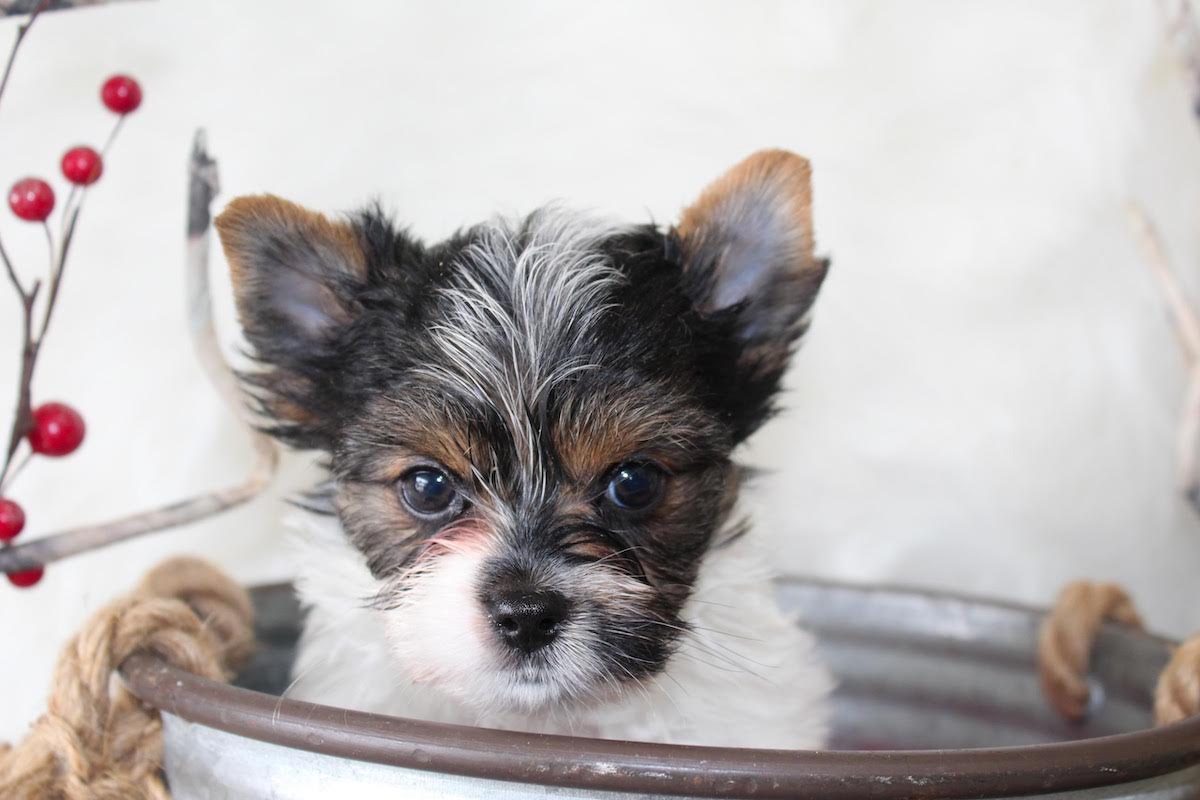 Parti Yorkie puppy
