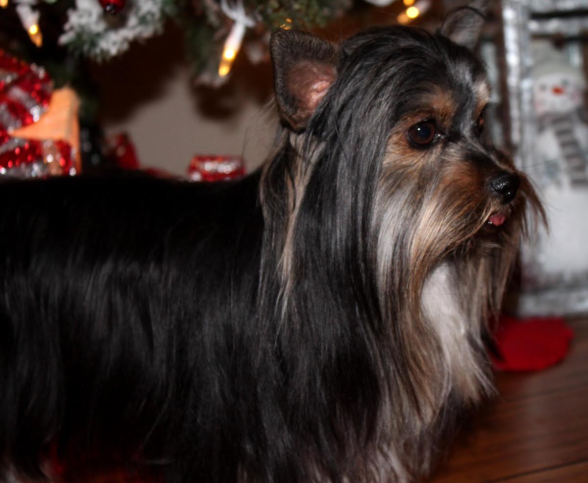 Truger, Yorkshire Terrier sire — photo 2 of 7