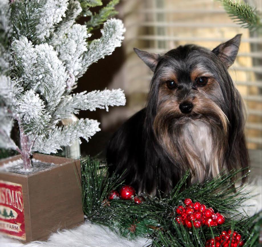 Truger, Yorkshire Terrier sire — photo 4 of 7