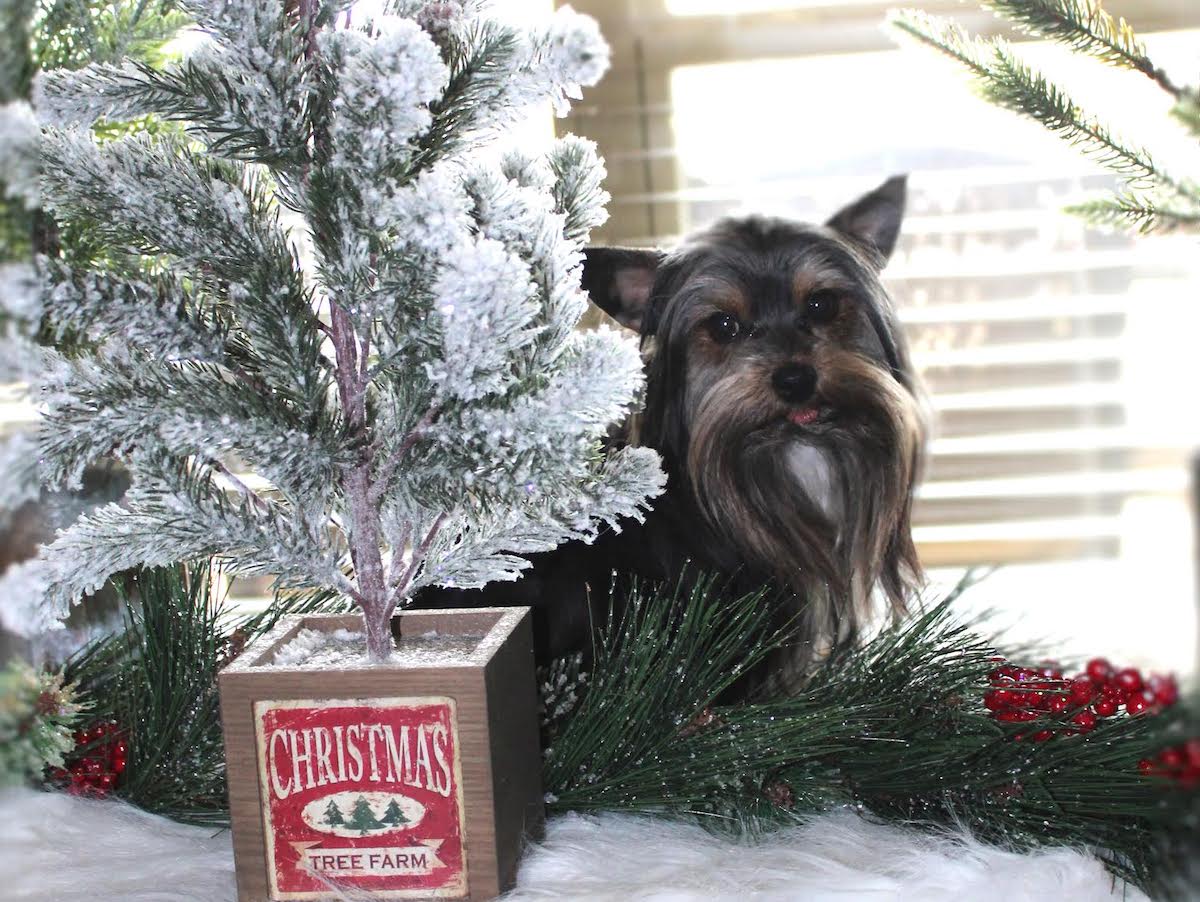 Truger, Yorkshire Terrier sire — photo 1 of 7