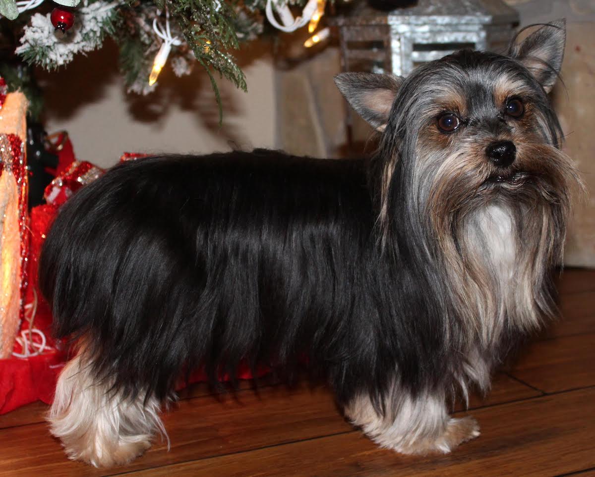 Truger, Yorkshire Terrier sire — photo 3 of 7