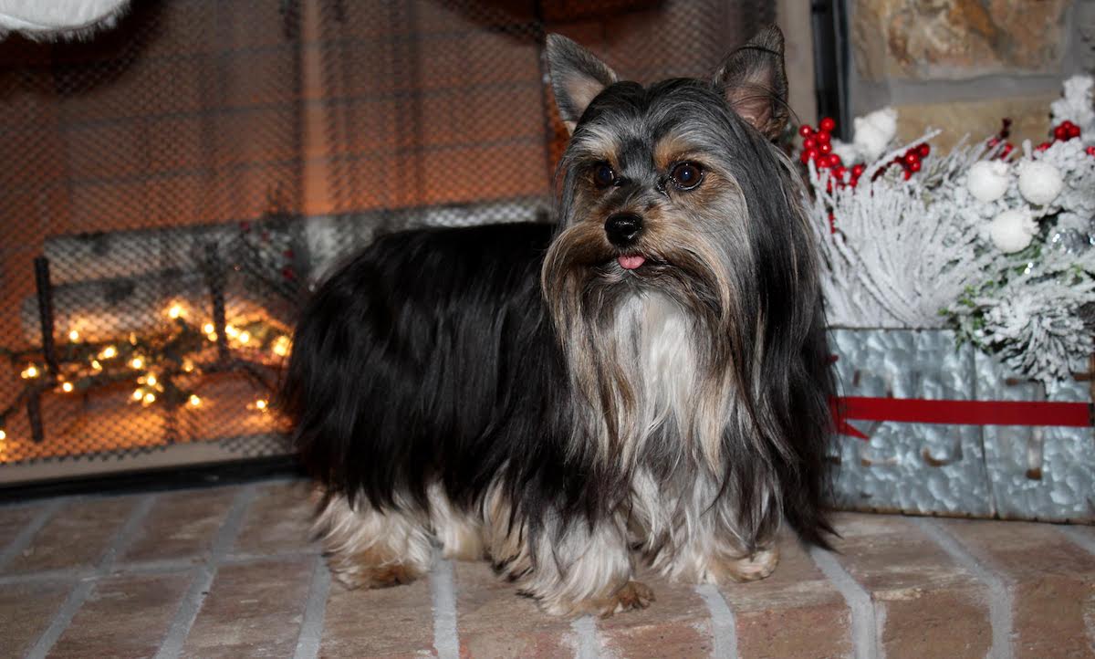 Truger, Yorkshire Terrier sire — photo 6 of 7